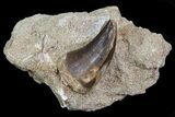 Lot: - Fossil Mosasaur Teeth In Rock - Pieces #77168-1